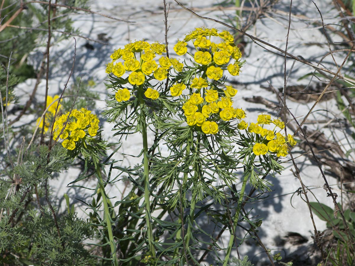 Euphorbia cyparissias